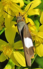 Coeliades forestan forestan