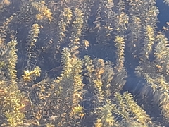 Hydrilla verticillata