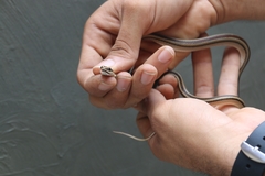 Lygophis lineatus