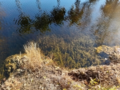 Hydrilla verticillata