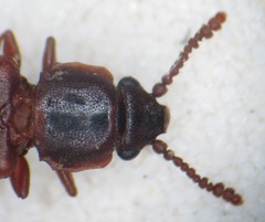 Pediacus dermestoides