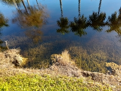 Hydrilla verticillata