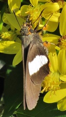 Coeliades forestan forestan