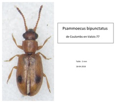 Psammoecus bipunctatus