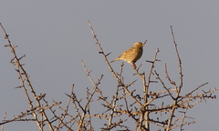 Emberiza calandra