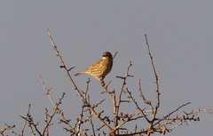 Emberiza calandra