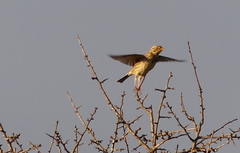 Emberiza calandra