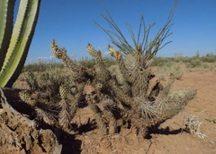 Grusonia reflexispina