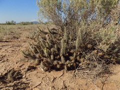 Grusonia reflexispina