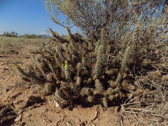 Grusonia reflexispina