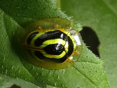 Coptocycla arcuata