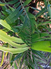 Zamia integrifolia
