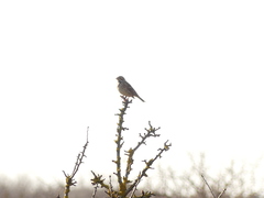 Emberiza calandra