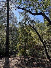 Sequoia
