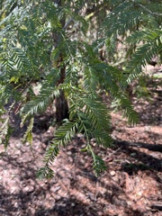 Sequoia