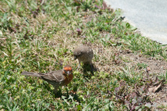 Haemorhous mexicanus