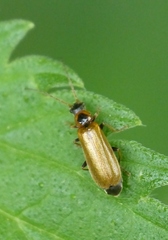 Rhagonycha nigriventris
