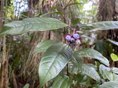 Psychotria urbaniana