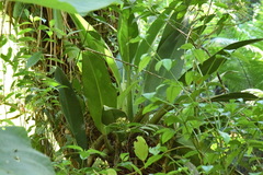 Philodendron martianum