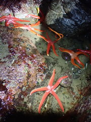 Henricia leviuscula