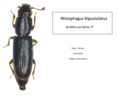 Rhizophagus bipustulatus