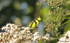 Philaethria wernickei