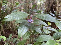 Psychotria urbaniana