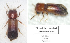 Scobicia chevrieri