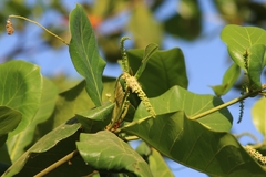 Terminalia catappa