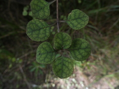 Coprosma tenuicaulis
