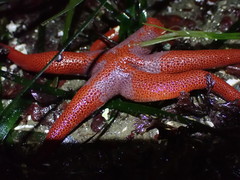 Henricia leviuscula