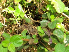 Abisares viridipennis