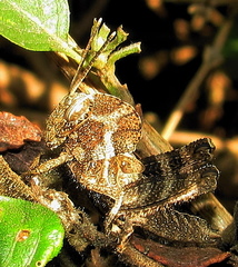 Abisares viridipennis