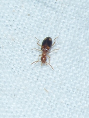 Stricticomus tobias