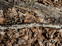 Crustomyces subabruptus