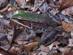 Lithobates palmipes
