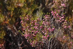 Erica placentiflora