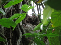 Megascops guatemalae