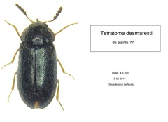 Tetratoma desmarestii