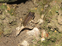 Leptodactylus petersii