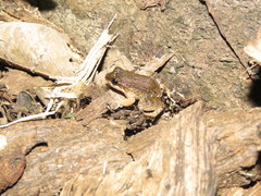 Leptodactylus petersii
