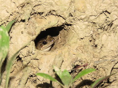 Leptodactylus petersii