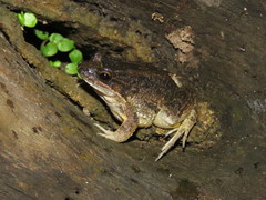 Leptodactylus petersii