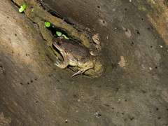 Leptodactylus petersii