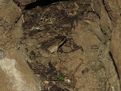Leptodactylus petersii