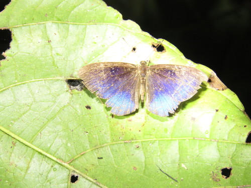 Mesosemia ulrica