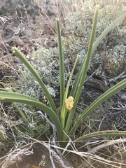 Toxicoscordion paniculatum