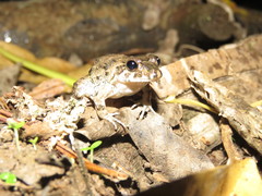 Leptodactylus petersii