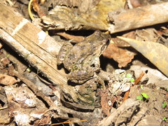 Leptodactylus petersii