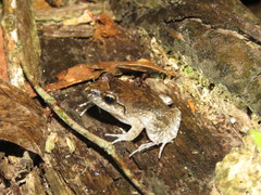 Leptodactylus leptodactyloides